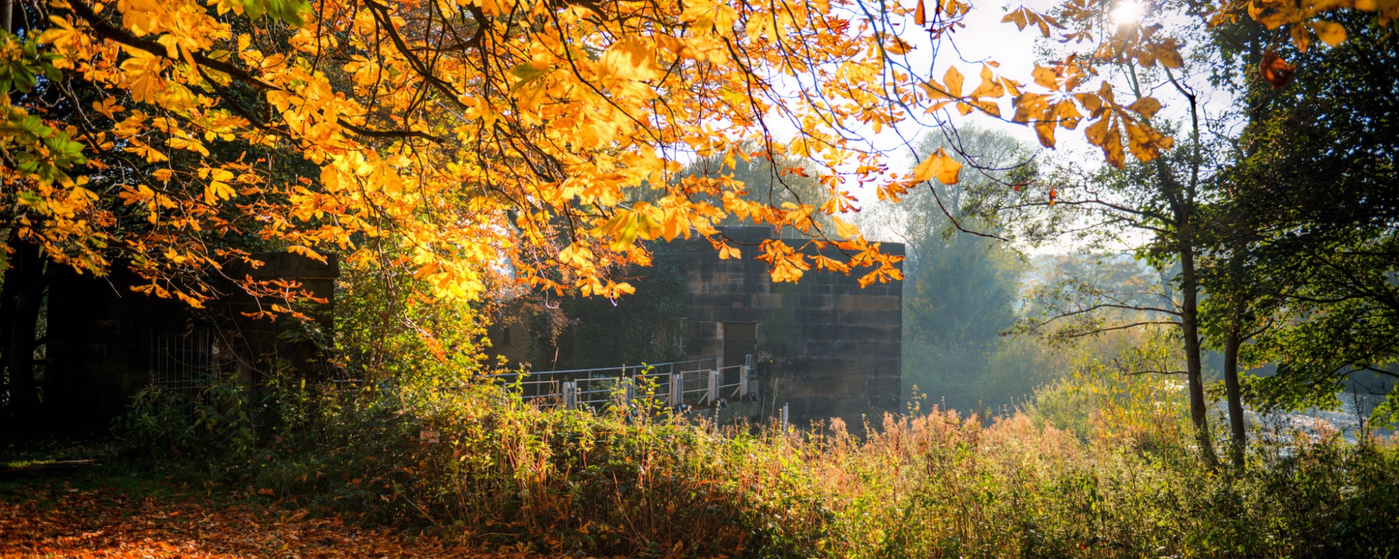 Kirkstall autumnal scene with golden orange leaves
