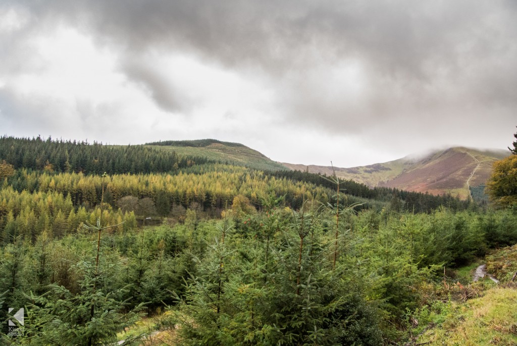 Whinlatter Forest cloudy day