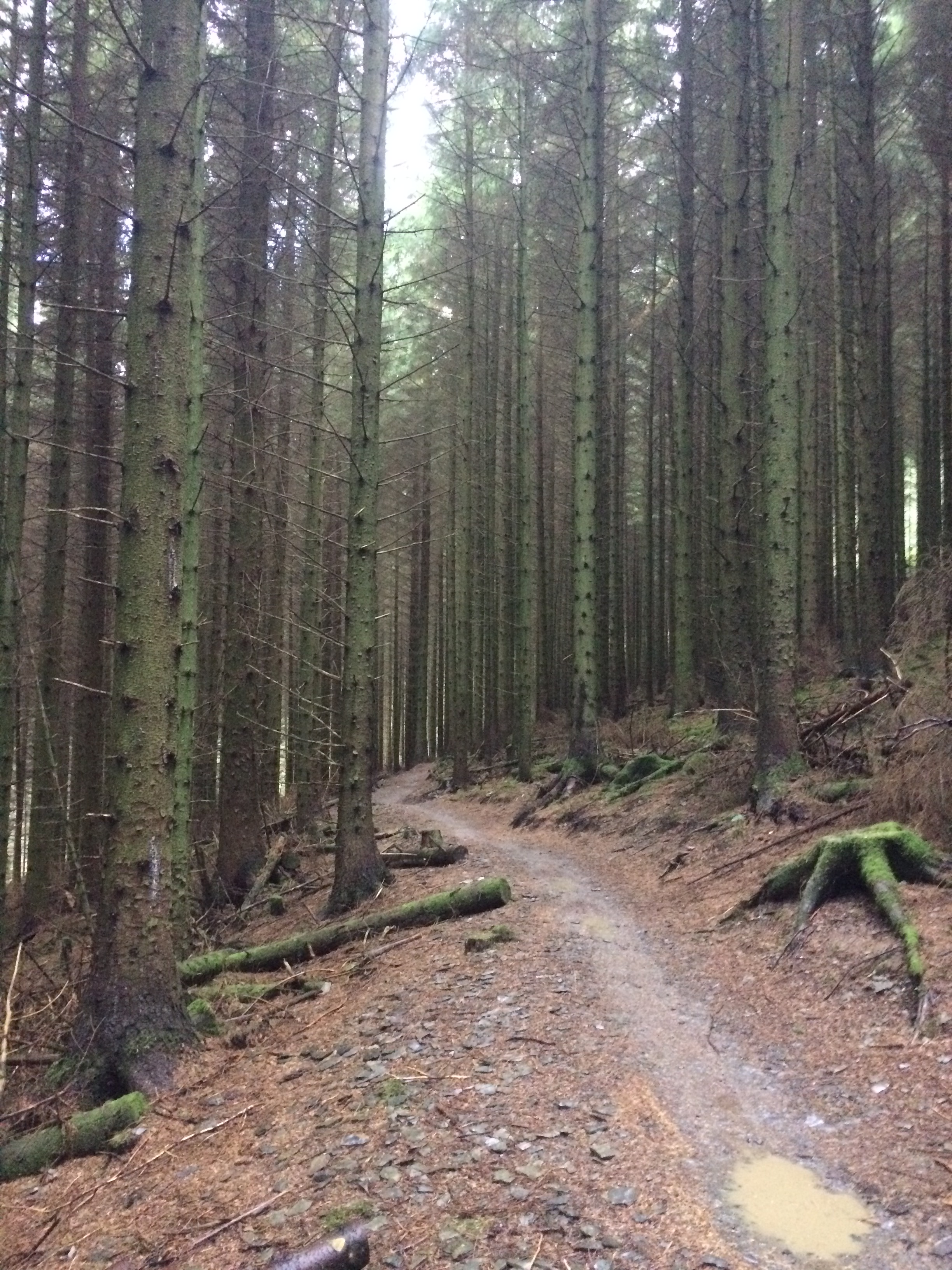 whinlatter mountain bike trails