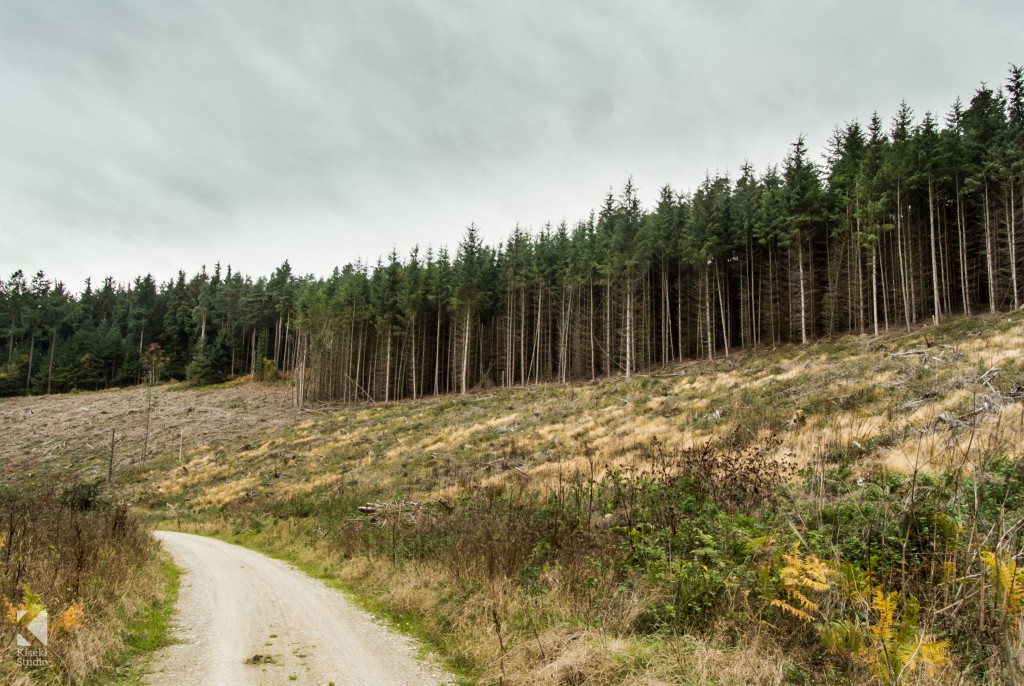 Dalby Forest trees
