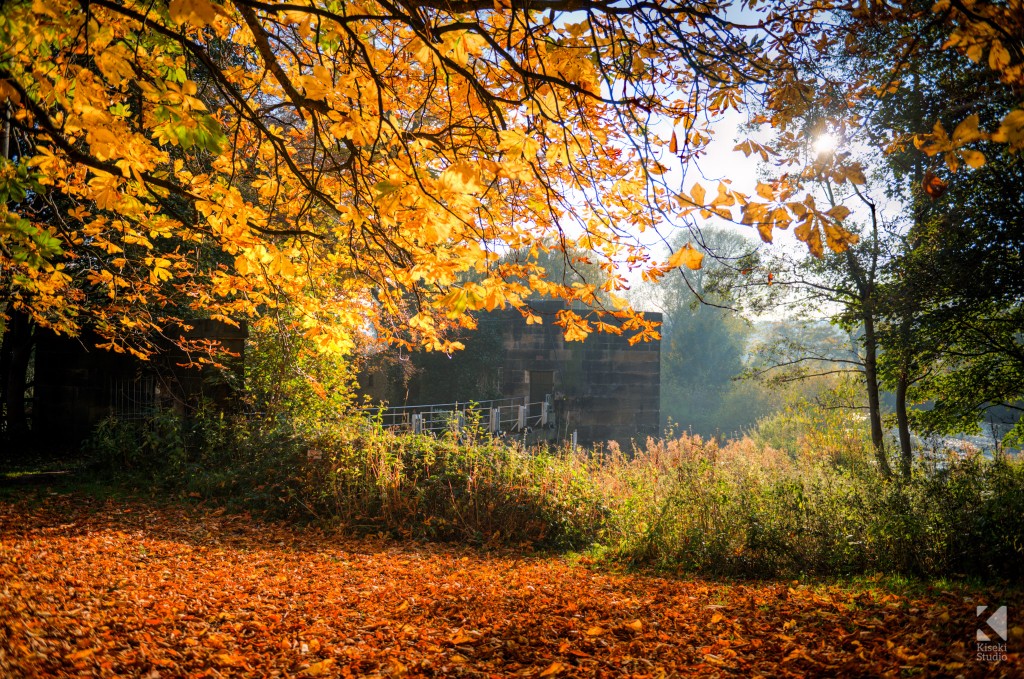 Kirkstall autumnal scene with golden orange leaves
