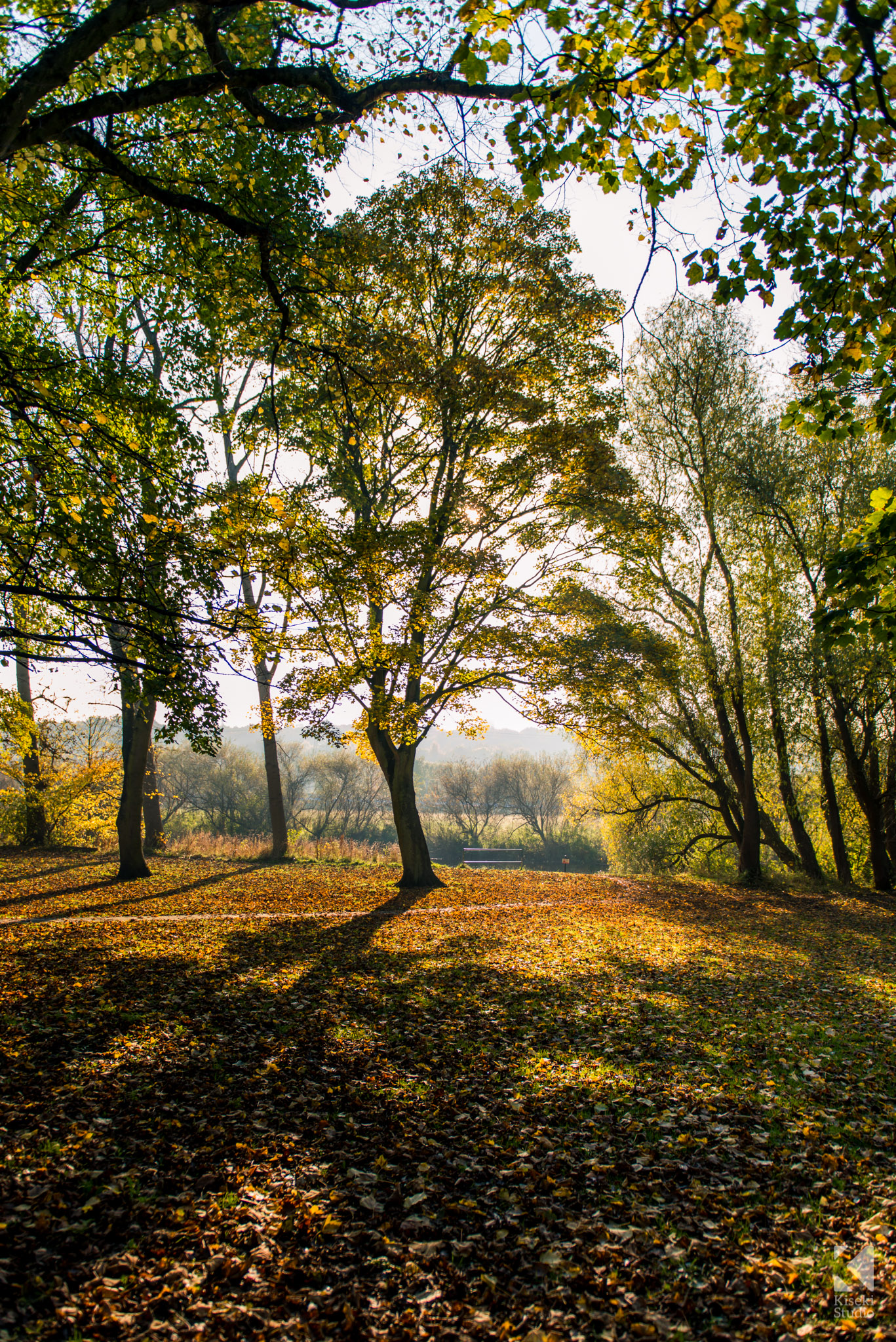 Kirkstall Trees with the sun shining in autumn