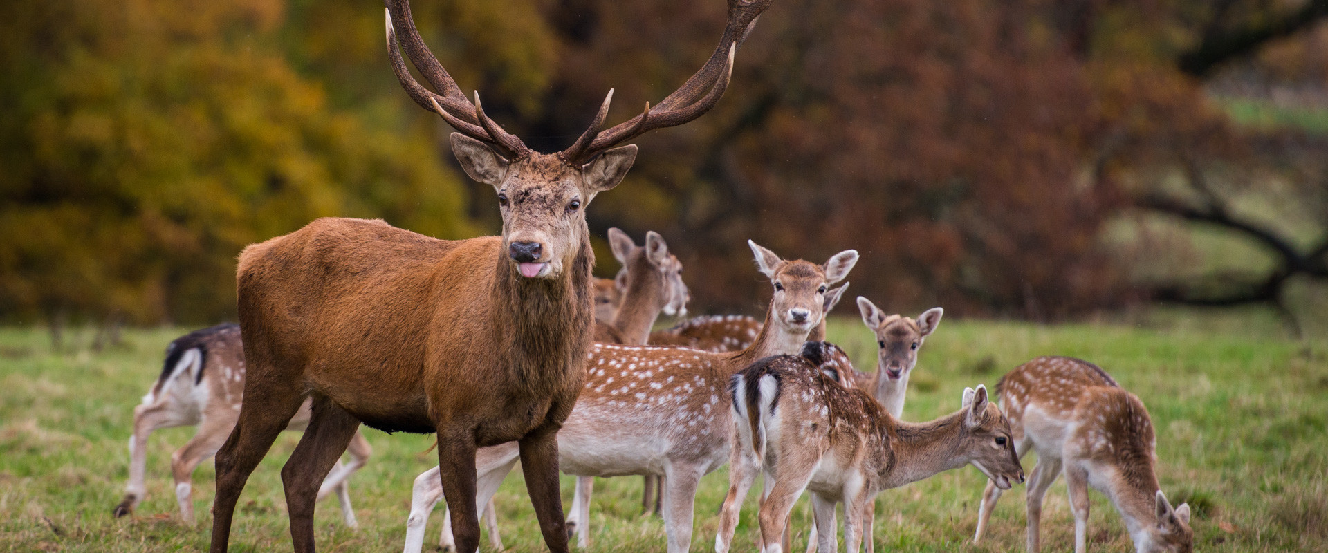 Studley Royal Park Deer eating together as a group