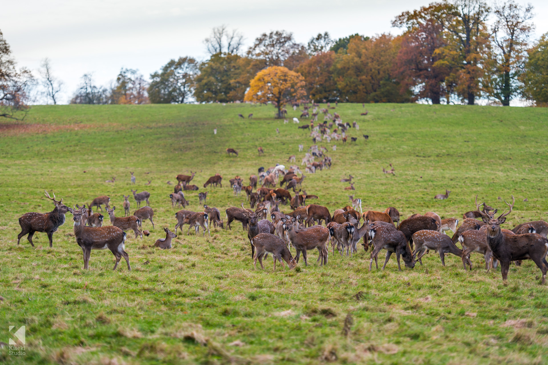 Studley Royal Park Deer eating together as a group in a line