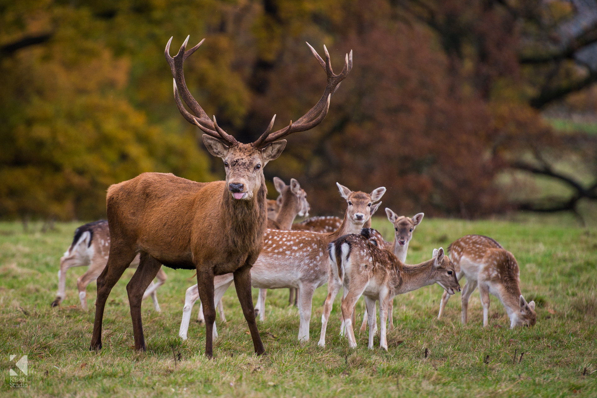 Studley Royal Park Deer eating together as a group