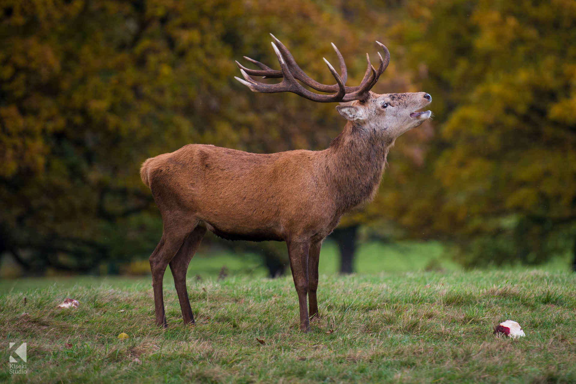 Studley Royal Park Deer a lone stag calling out