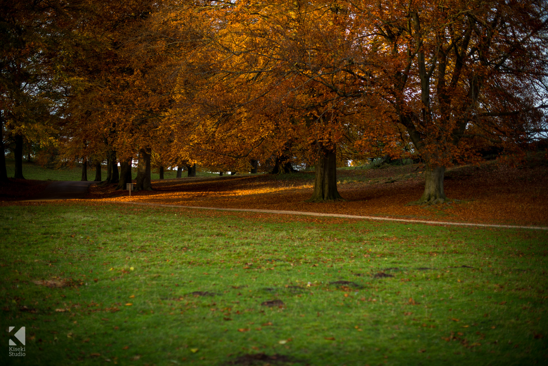 studley-royal-park-leaves-autumnal-orange-moody-trees-shadows-clear-calm-autumn